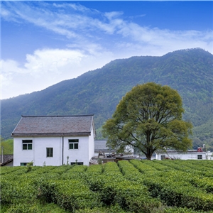 恨水茶業有機茶基地